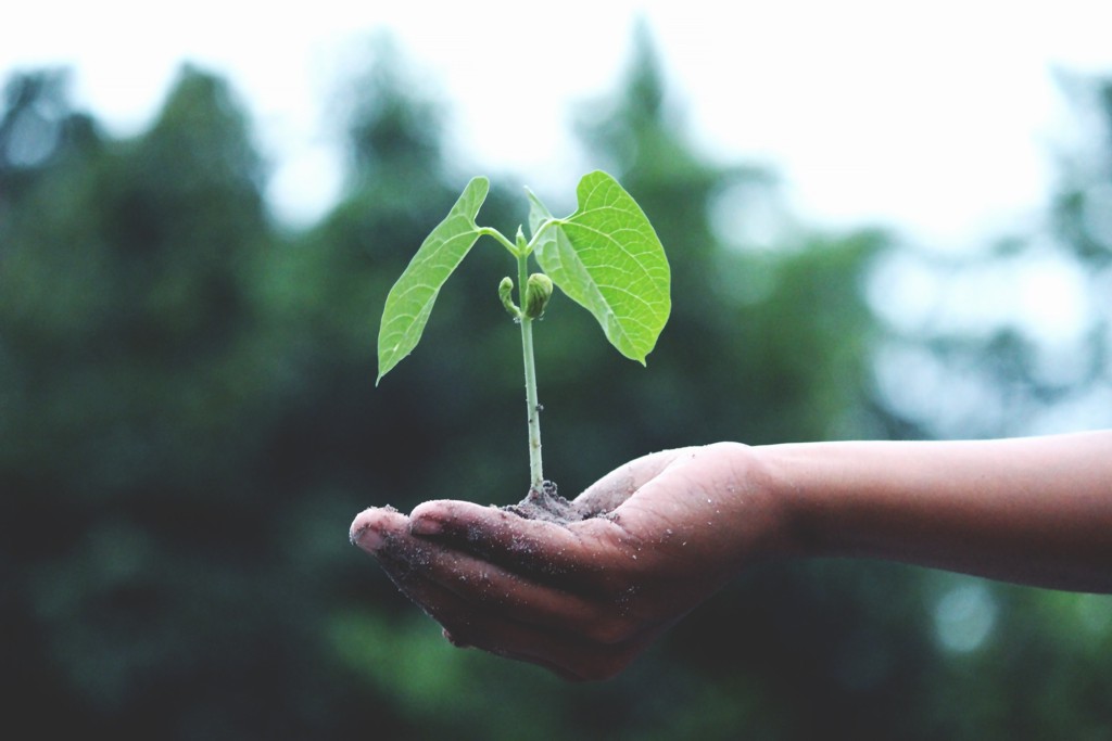 Hybrid Seeds